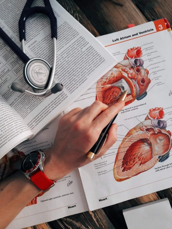 книга по анатомии